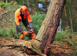 Reliable Madeira, OH Tree Removal and Landscaping Services Solutions